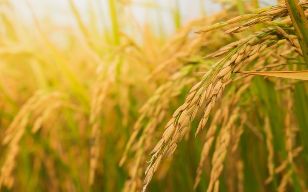Cultivo de arroz: Guia completo