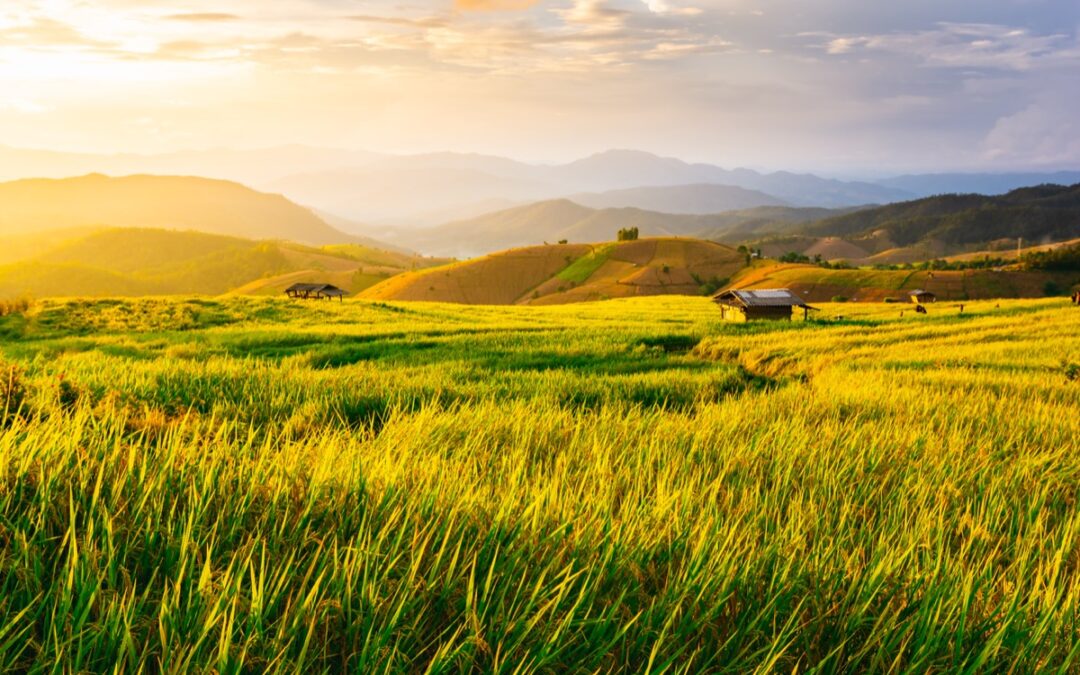 Origem do arroz: História, cultivo e variedades