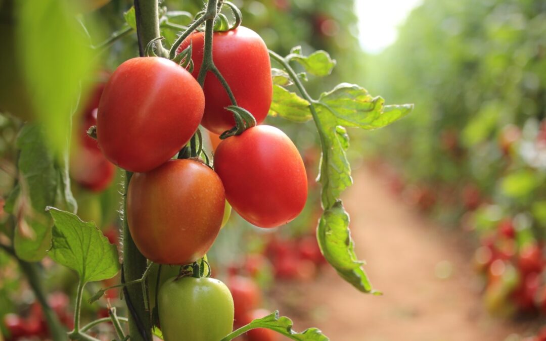Descubra receitas deliciosas com molho de tomate